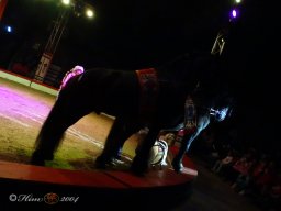 Circus YAKARI Show am 04.10.2024